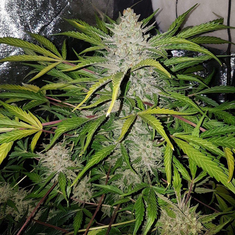 Семена каннабиса  Altay feminised Bang Seeds