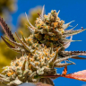 Семена марихуаны Rolling Frau feminised Ganja Seeds Семена марихуаны Rolling Frau feminised Ganja Seeds