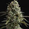 Семена ганжа  Auto Super Sweet feminised Ganja Seeds Семена ганжа  Auto Super Sweet feminised Ganja Seeds
