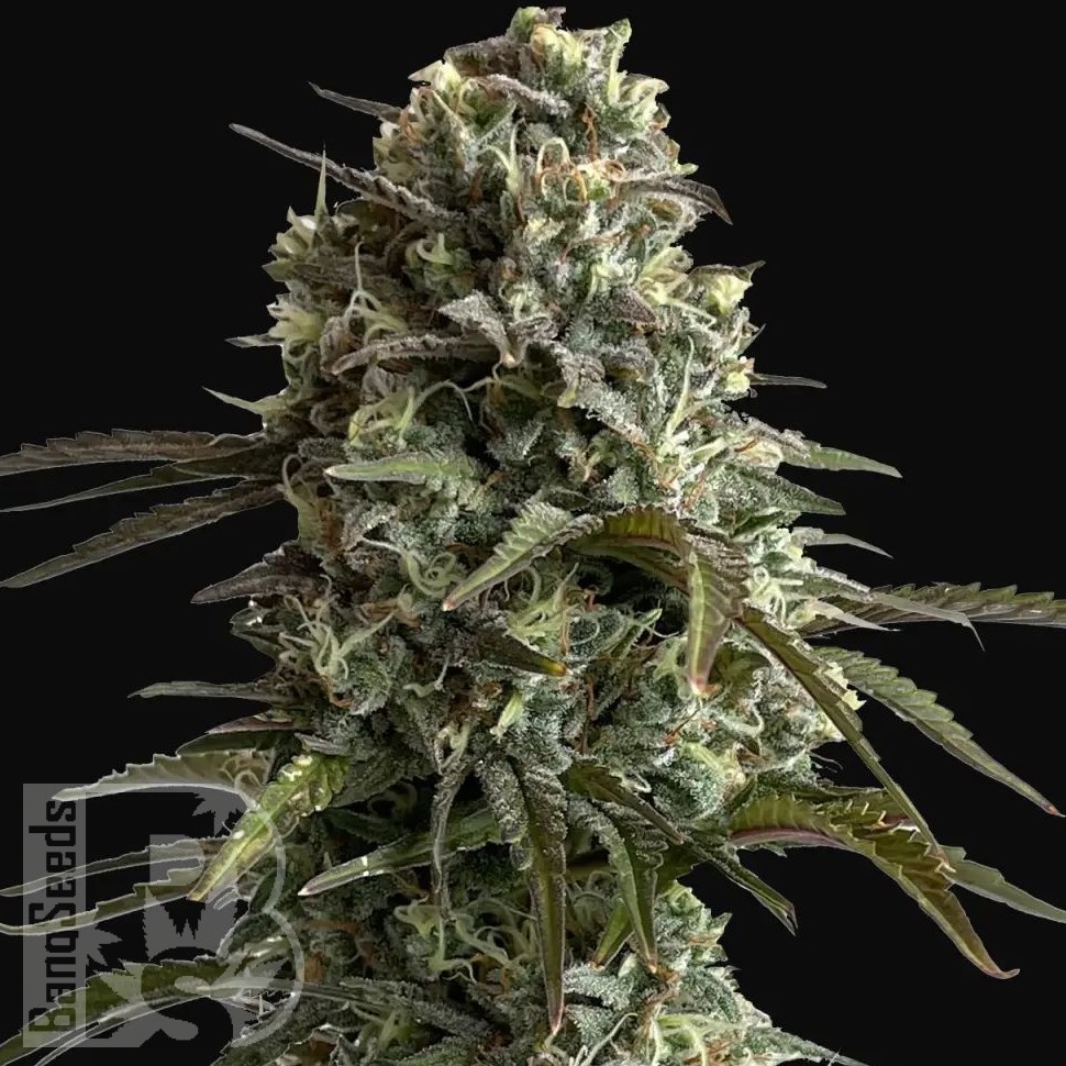 Семена ганжа  Auto Super Sweet feminised Ganja Seeds Семена ганжа  Auto Super Sweet feminised Ganja Seeds