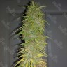 Семена ганжа  Auto Super Sweet feminised Ganja Seeds Семена ганжа  Auto Super Sweet feminised Ganja Seeds
