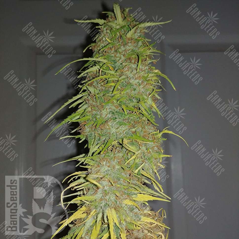 Семена ганжа  Auto Super Sweet feminised Ganja Seeds Семена ганжа  Auto Super Sweet feminised Ganja Seeds