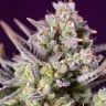 Семена ганжа  Auto Super Sweet feminised Ganja Seeds Семена ганжа  Auto Super Sweet feminised Ganja Seeds