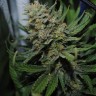 Семена ганжа  Auto Super Sweet feminised Ganja Seeds Семена ганжа  Auto Super Sweet feminised Ganja Seeds