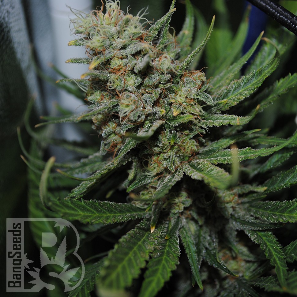 Семена ганжа  Auto Super Sweet feminised Ganja Seeds Семена ганжа  Auto Super Sweet feminised Ganja Seeds