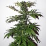 Семена конопли  Mountain Power feminised Ganja Seeds Семена конопли  Mountain Power feminised Ganja Seeds