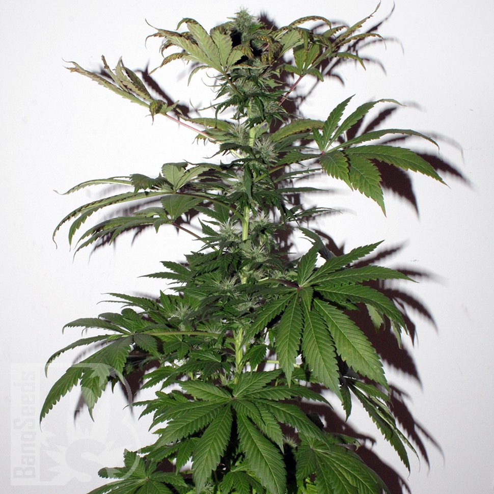 Семена конопли  Mountain Power feminised Ganja Seeds