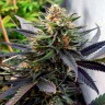 Семена конопли  Mountain Power feminised Ganja Seeds Семена конопли  Mountain Power feminised Ganja Seeds