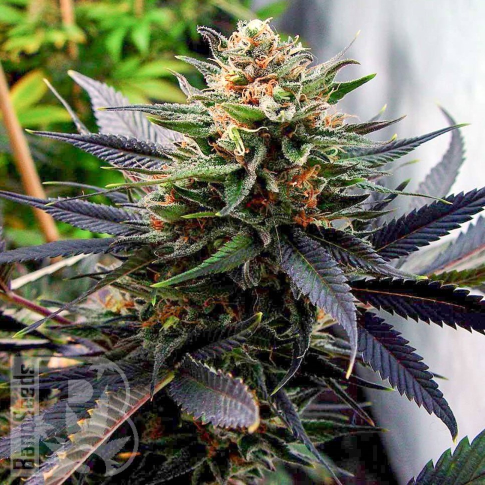 Семена конопли  Mountain Power feminised Ganja Seeds Семена конопли  Mountain Power feminised Ganja Seeds