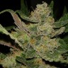 купить семена конопли элитных сортов  Hindu Kush feminised купить семена конопли элитных сортов  Hindu Kush feminised