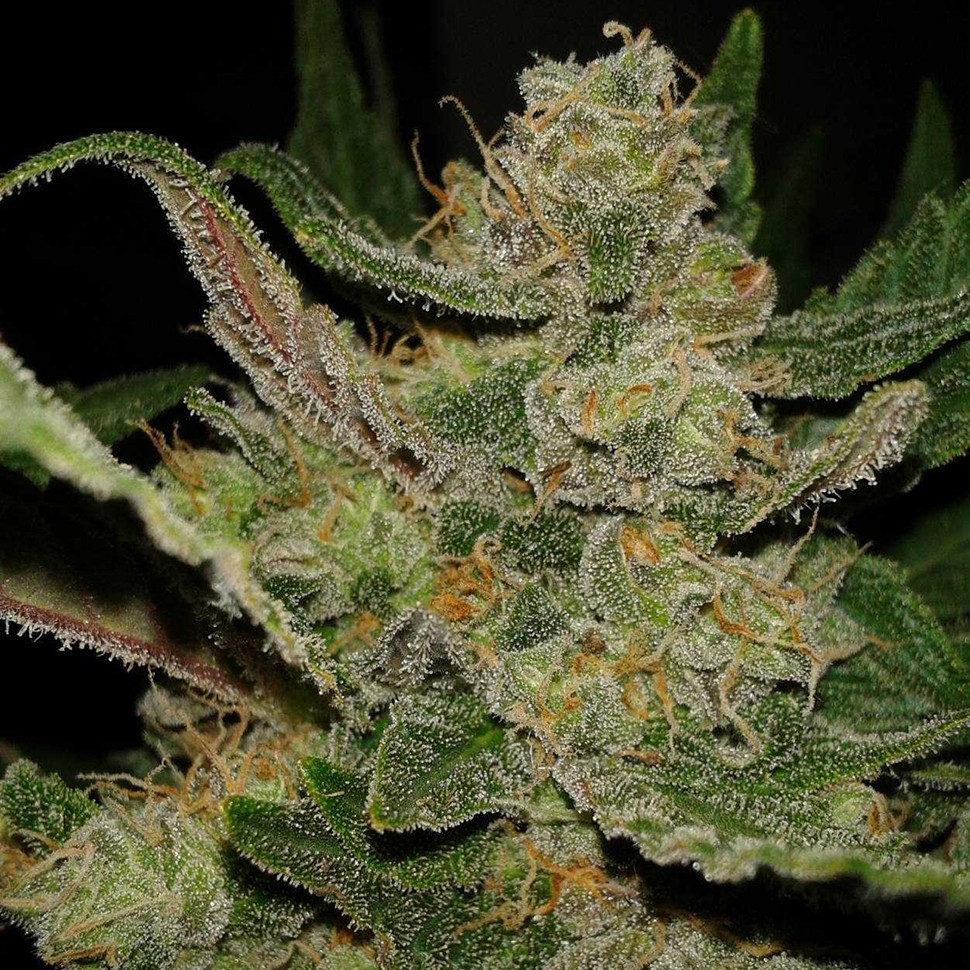 купить семена конопли элитных сортов  Hindu Kush feminised купить семена конопли элитных сортов  Hindu Kush feminised