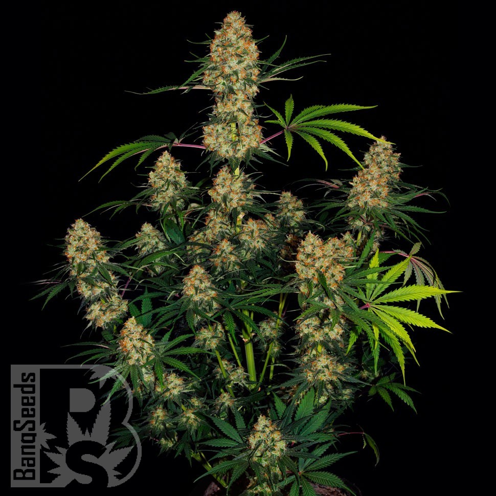 Семена  Hindu Kush feminised Ganja Seeds