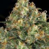Семена  Hindu Kush feminised Ganja Seeds Семена  Hindu Kush feminised Ganja Seeds