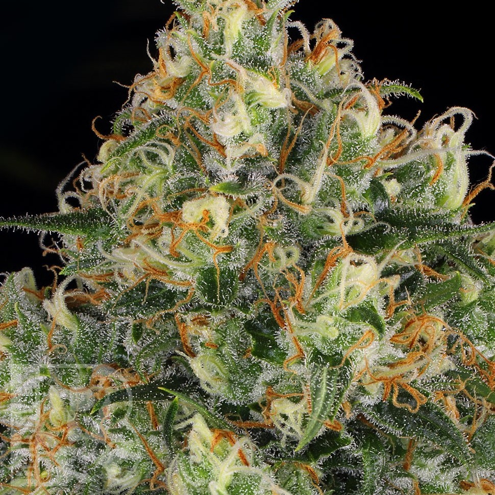 Семена  Hindu Kush feminised Ganja Seeds Семена  Hindu Kush feminised Ganja Seeds