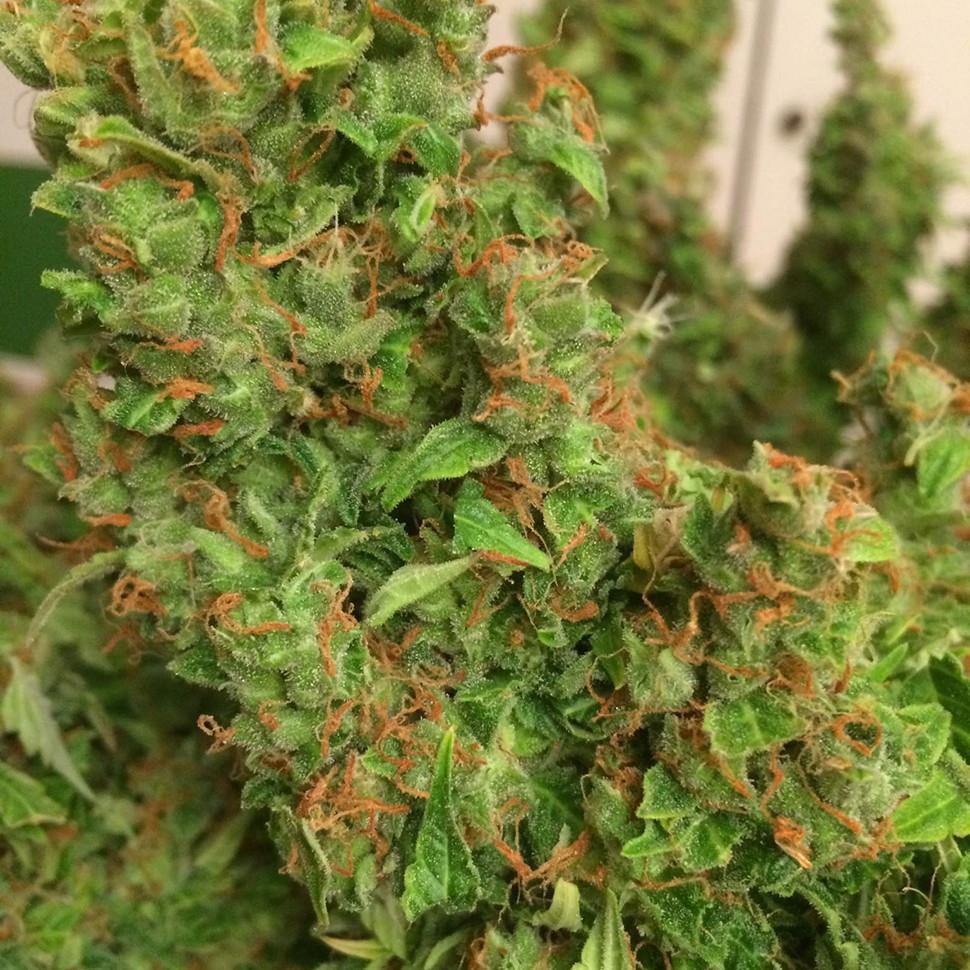 купить семена конопли недорого Auto Blue Diesel feminised купить семена конопли недорого Auto Blue Diesel feminised