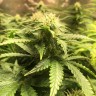 купить семена конопли в оригинальных упаковках Auto Blue Diesel feminised купить семена конопли в оригинальных упаковках Auto Blue Diesel feminised
