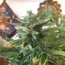 купить урожайные семена конопли Auto Blue Diesel feminised купить урожайные семена конопли Auto Blue Diesel feminised