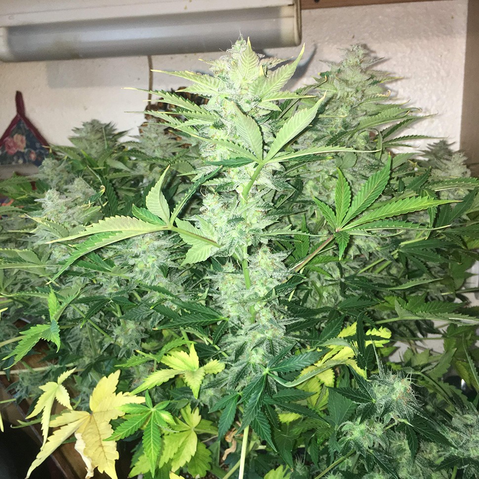 купить качественные семена конопли Auto Blue Diesel feminised купить качественные семена конопли Auto Blue Diesel feminised
