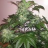 купить семена сортовой конопли Auto Blue Diesel feminised купить семена сортовой конопли Auto Blue Diesel feminised
