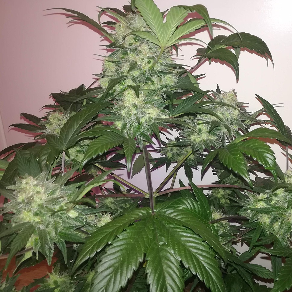 купить семена сортовой конопли Auto Blue Diesel feminised купить семена сортовой конопли Auto Blue Diesel feminised
