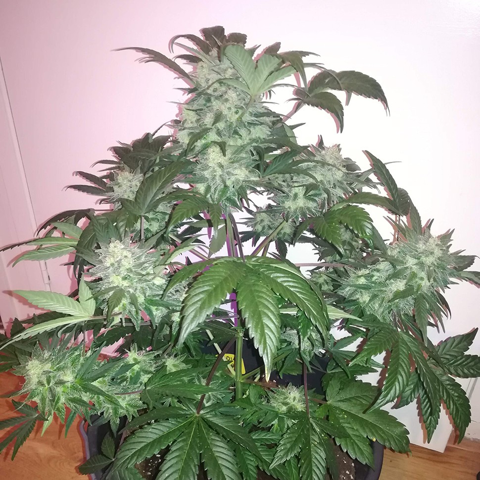 купить семена конопли интернет магазин Auto Blue Diesel feminised купить семена конопли интернет магазин Auto Blue Diesel feminised