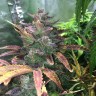 купить семена конопли в фирменной упаковке Auto Blue Diesel feminised купить семена конопли в фирменной упаковке Auto Blue Diesel feminised