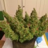 купить семена конопли дешево Auto Blue Diesel feminised купить семена конопли дешево Auto Blue Diesel feminised