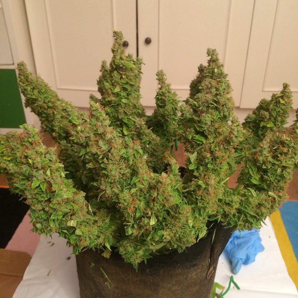Семена ганжа  Auto Blue Diesel feminised Ganja Seeds