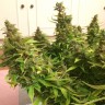 купить семена конопли для выращивания Auto Blue Diesel feminised купить семена конопли для выращивания Auto Blue Diesel feminised