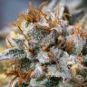 Семена  Argali feminised Bang Seeds Семена  Argali feminised Bang Seeds