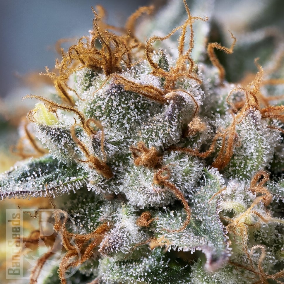 Семена  Argali feminised Bang Seeds Семена  Argali feminised Bang Seeds