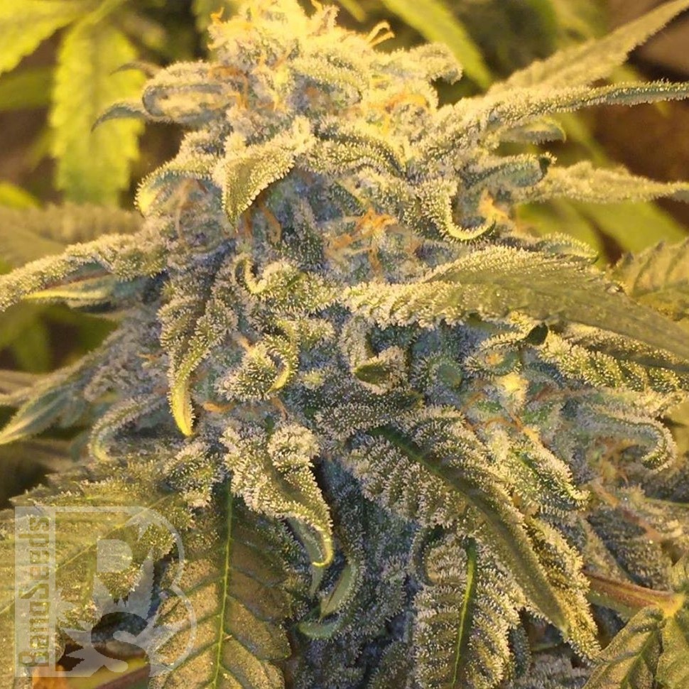 Семена  Argali feminised Bang Seeds Семена  Argali feminised Bang Seeds