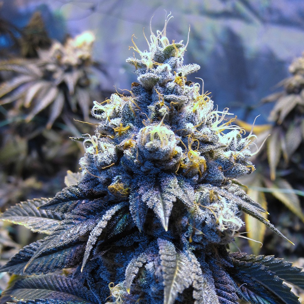 купить семена конопли Blue feminised купить семена конопли Blue feminised