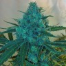купить семена конопли недорого Blue feminised купить семена конопли недорого Blue feminised