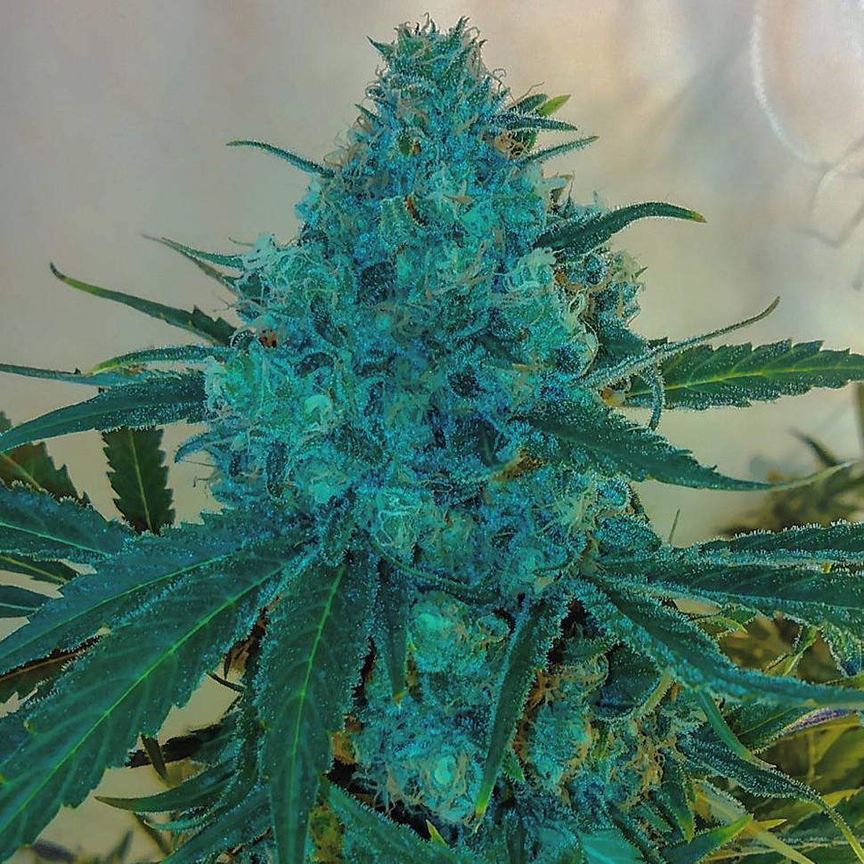 купить семена конопли недорого Blue feminised купить семена конопли недорого Blue feminised