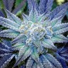 купить семена конопли в оригинальных упаковках Blue feminised купить семена конопли в оригинальных упаковках Blue feminised
