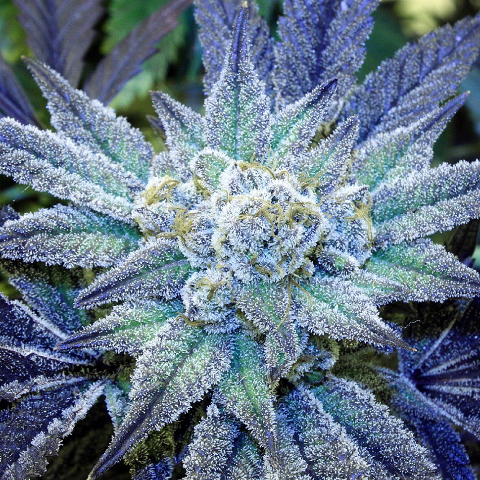 купить семена конопли в оригинальных упаковках Blue feminised купить семена конопли в оригинальных упаковках Blue feminised