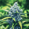 купить качественные семена конопли Blue feminised купить качественные семена конопли Blue feminised