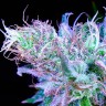 купить семена конопли феминизированные Blue feminised купить семена конопли феминизированные Blue feminised