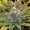 купить семена конопли с доставкой Blue feminised купить семена конопли с доставкой Blue feminised