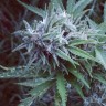 купить семена конопли дешево Blue feminised купить семена конопли дешево Blue feminised