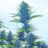 купить семена конопли аутдор Blue feminised купить семена конопли аутдор Blue feminised