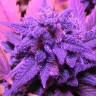 купить семена конопли для выращивания Blue feminised купить семена конопли для выращивания Blue feminised