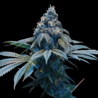 Blue feminised Ganja Seeds