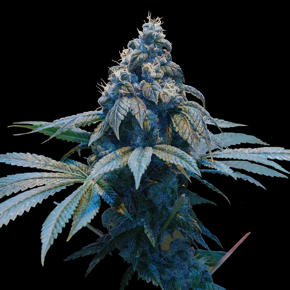 Семена  Blue feminised Ganja Seeds