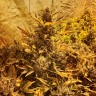 Семена марихуаны Auto The Ultimate CBD feminised Ganja Seeds Семена марихуаны Auto The Ultimate CBD feminised Ganja Seeds