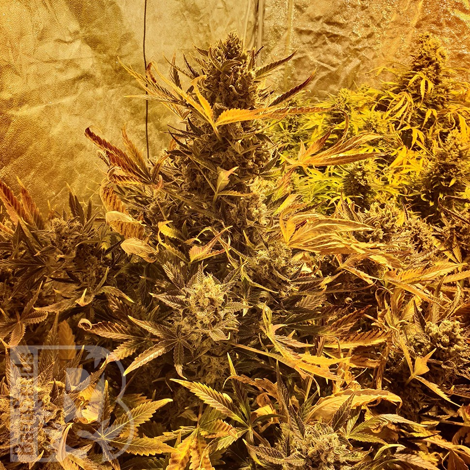 Семена марихуаны Auto The Ultimate CBD feminised Ganja Seeds Семена марихуаны Auto The Ultimate CBD feminised Ganja Seeds