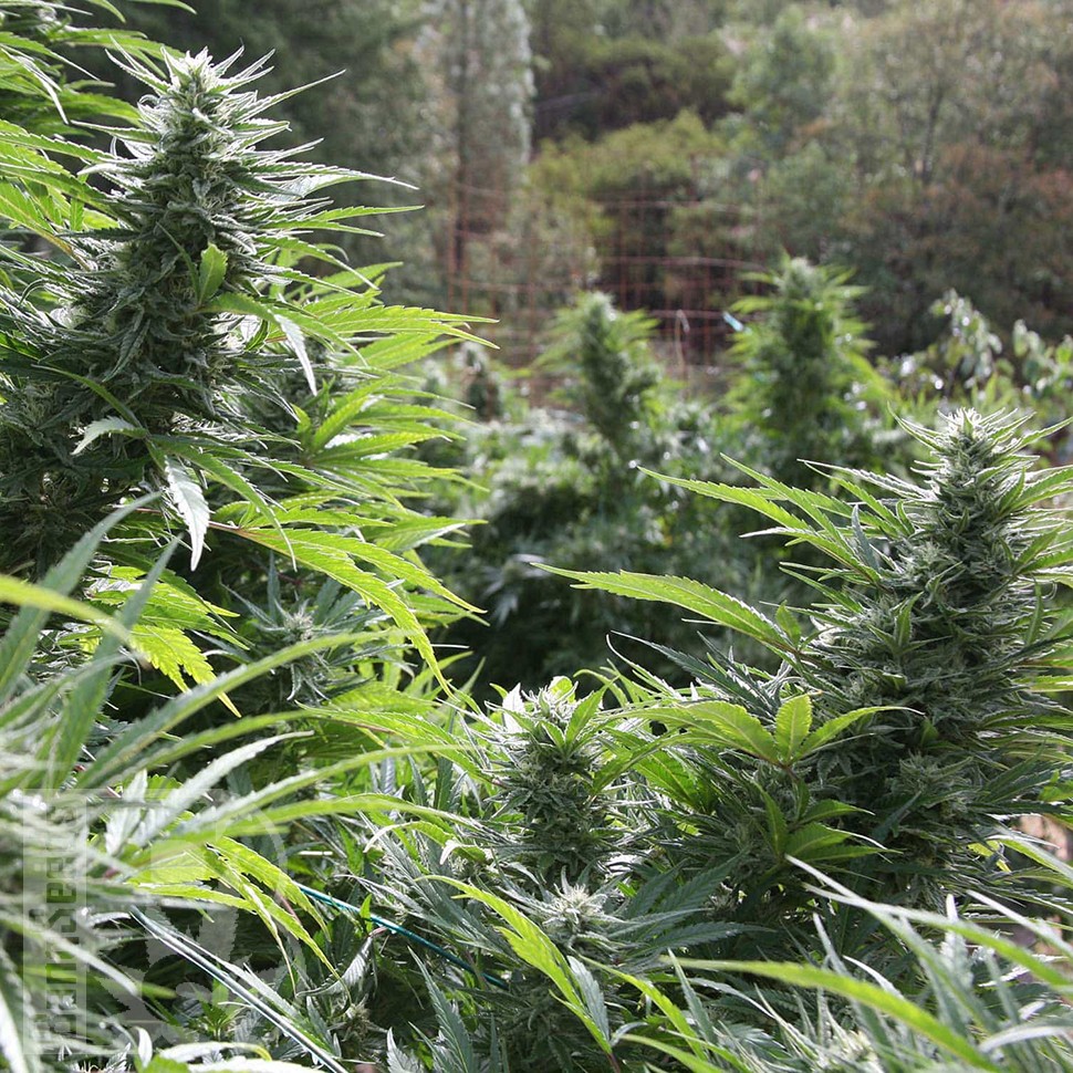 Семена  Auto The Ultimate CBD feminised Ganja Seeds