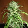 Семена  Nemesis feminised Ganja Seeds Семена  Nemesis feminised Ganja Seeds