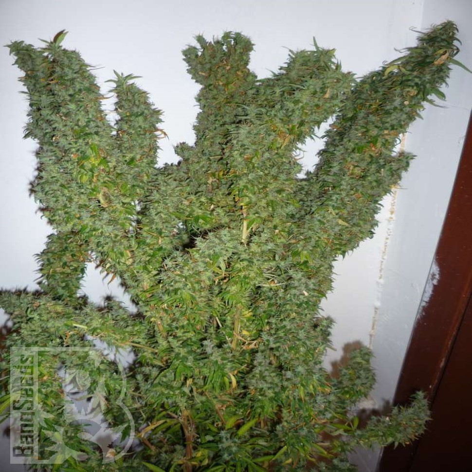 Семена  Nemesis feminised Ganja Seeds Семена  Nemesis feminised Ganja Seeds